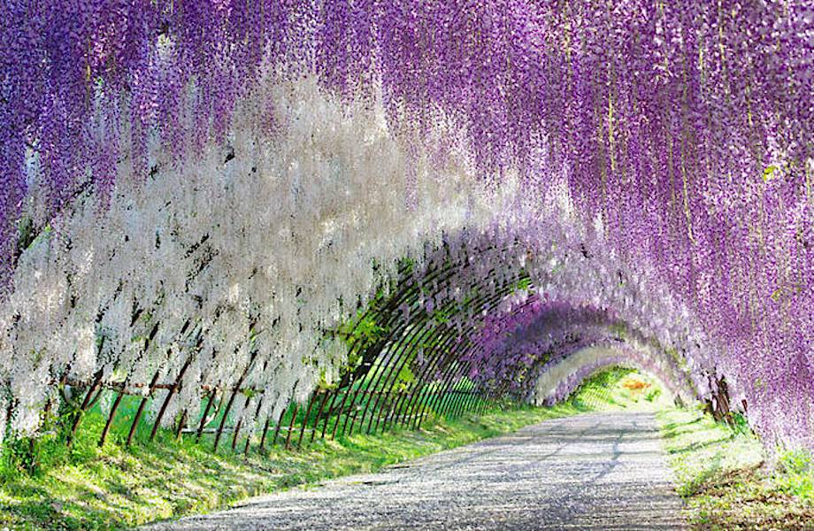 10 причин бросить все и отправиться в Японию на сказочный фестиваль глицинии 