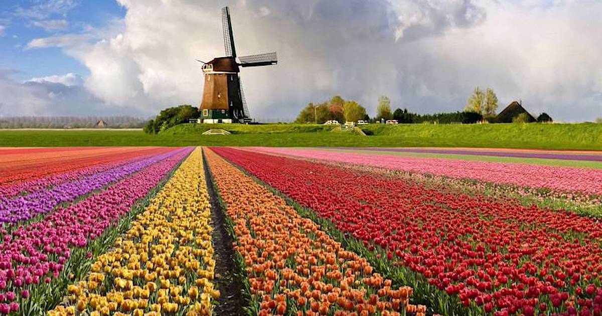 Tulip Galore Tulip fields, Flowers, Field wallpaper