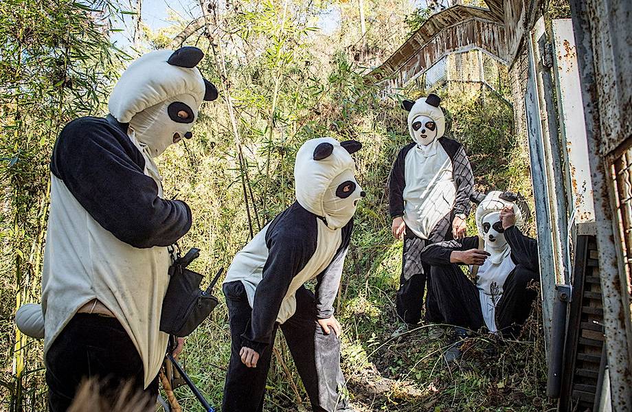 13 невероятных фотографий о том, как проходят будни в центре по выращиванию панд