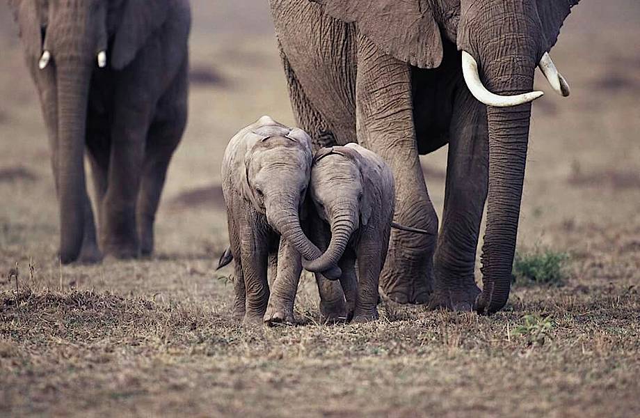 10 чудных фото слонят, которые заставят вас улыбаться до ушей
