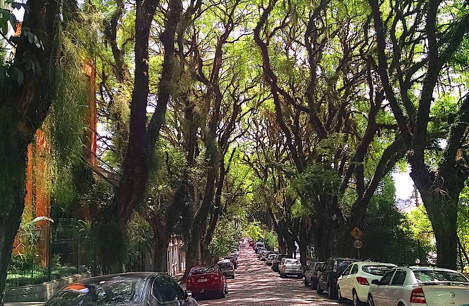 Самая красивая улица в мире, похожая на сказочный лес