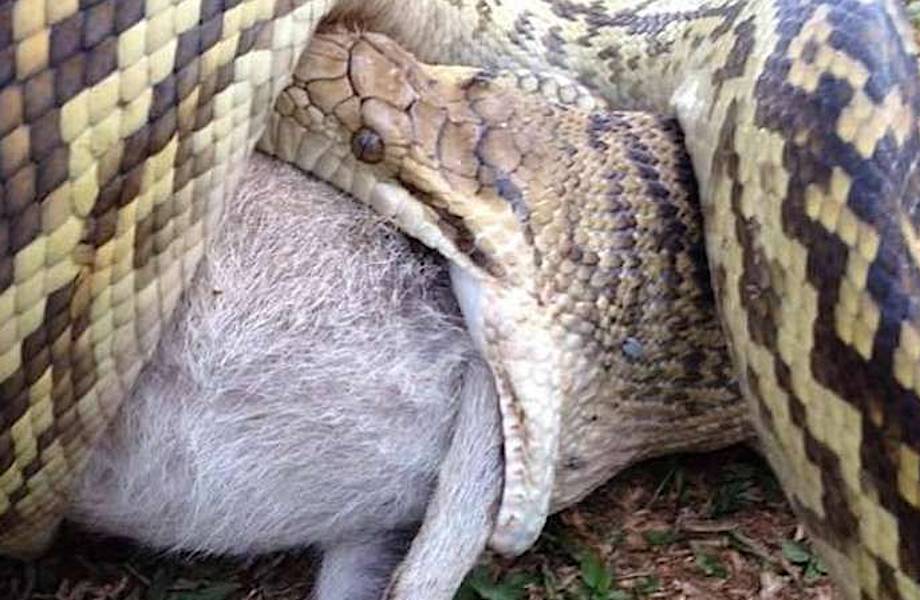 22 доказательства того, что не стоит ехать в Австралию, если вы боитесь змей