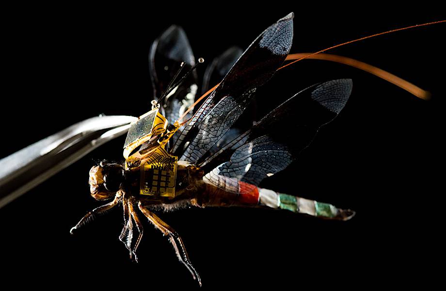 Ученые создали стрекозу-киборга 