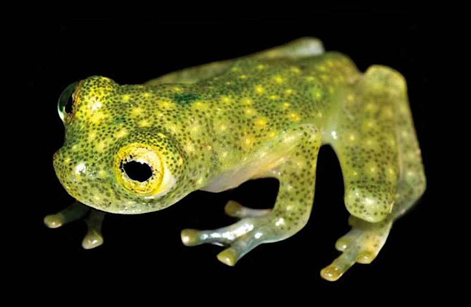 В Эквадоре открыли новый вид стеклянной лягушки, у которой полностью видно сердце