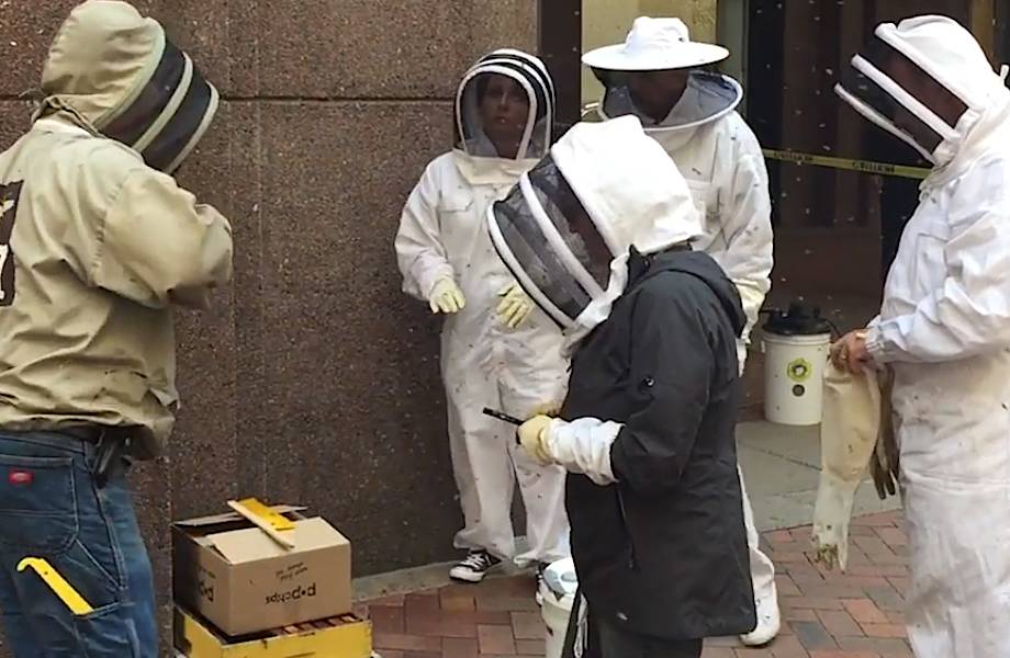 20 000 пчел собрались у входа в небоскреб Нью-Йорка в поисках нового дома