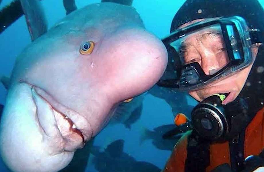 Японский дайвер 25 лет приплывает проведать лучшую подругу-рыбу в подводное святилище