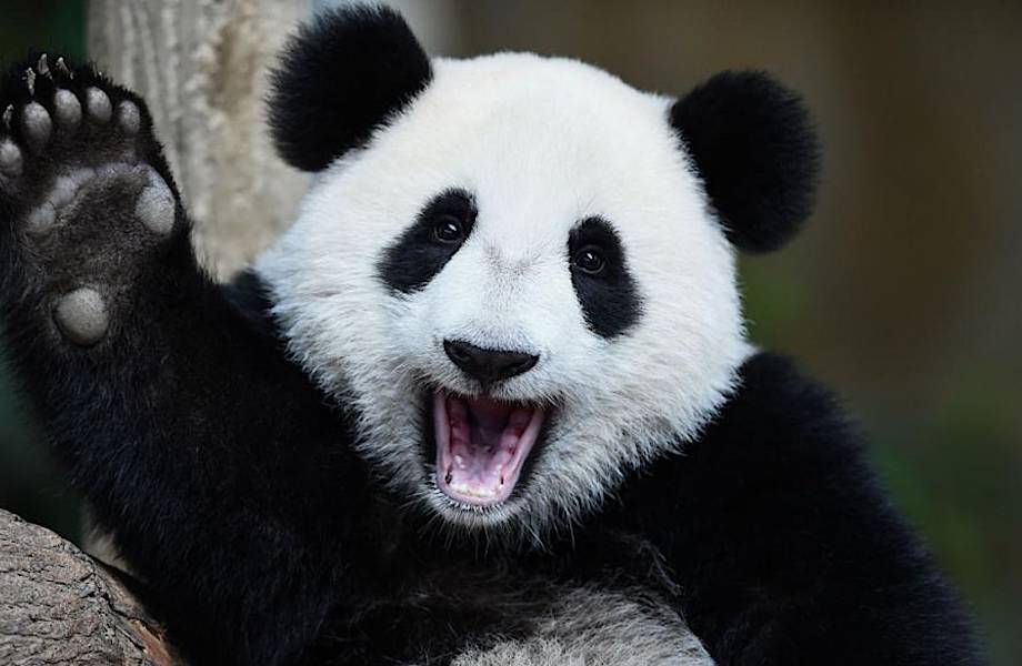 Как панды, сами того не подозревая, спасают природу