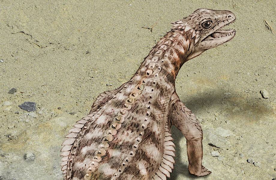 Ученые смогли восстановить внешний вид доисторической рептилии