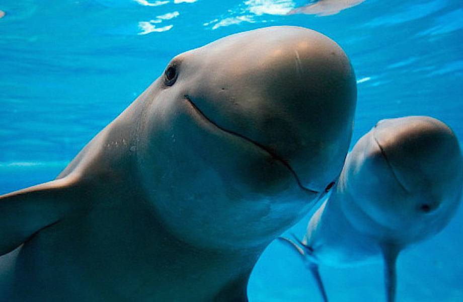 Дельфины-миноискатели помогут спасти «морских панд»