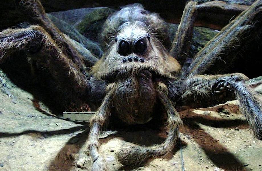 Ученые нашли прототип паука Арагога из «Гарри Поттера»