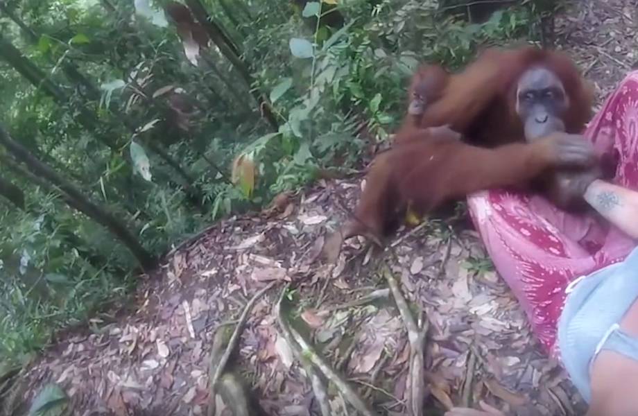 В Индонезии орангутан схватил молодую туристку за руку и долго не хотел ее отпускать
