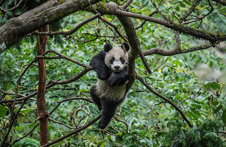Как малышей панды готовят к жизни в дикой природе