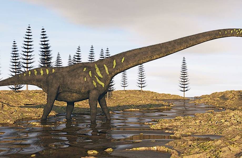 Самый большой в мире след динозавра нашли в Австралии