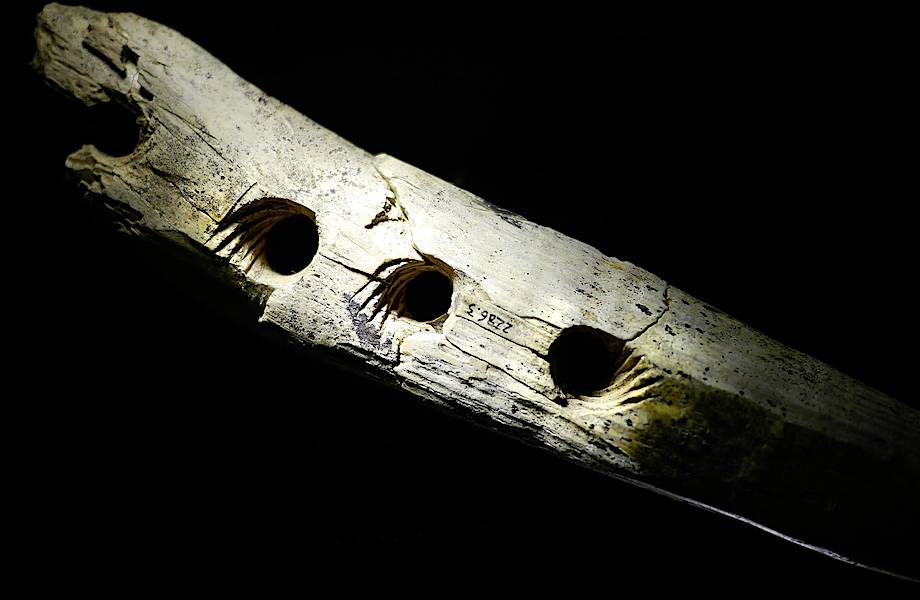 Археологи обнаружили устройство для витья веревок, которому 42 тысячи лет