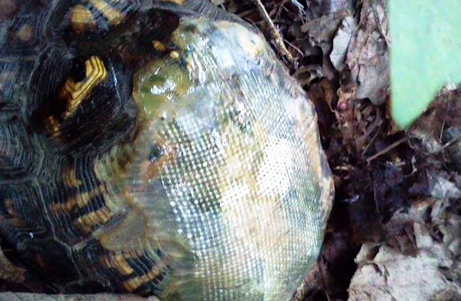 В США ветеринар починила черепахе панцирь с помощью стекловолокна В США ветеринар починила черепахе панцирь с помощью стекловолокна