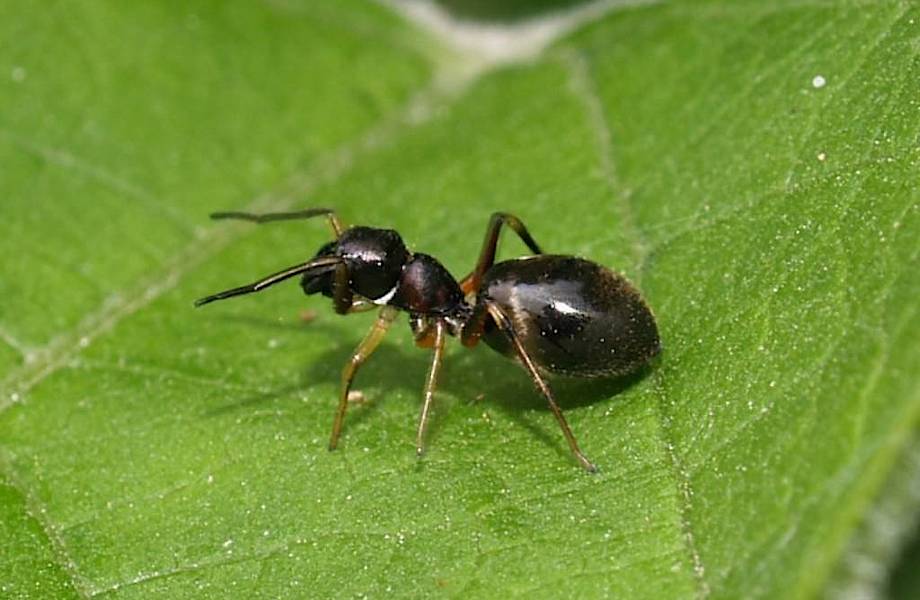 Зачем пауки притворяются муравьями?