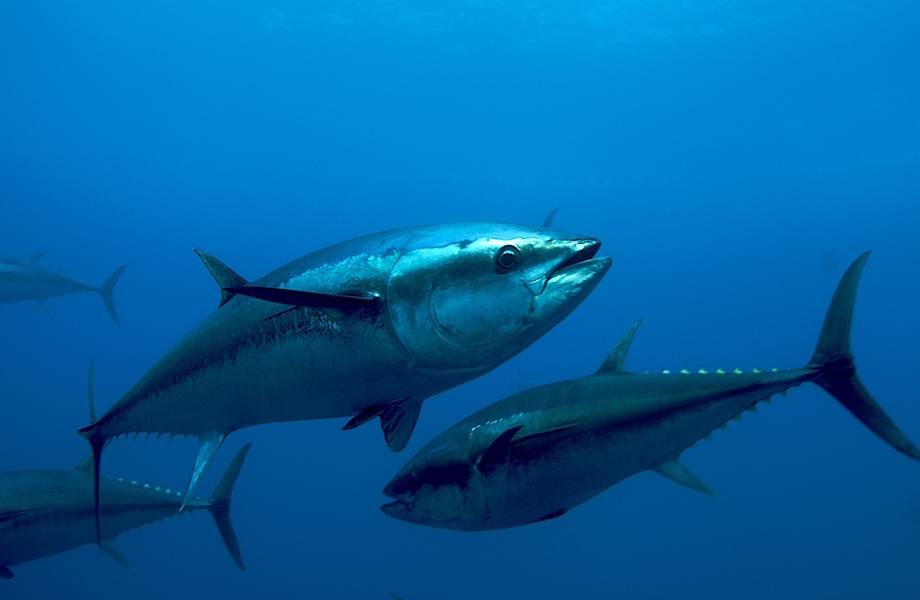 Ученые обнаружили у тунца гидравлическую систему управления плавниками