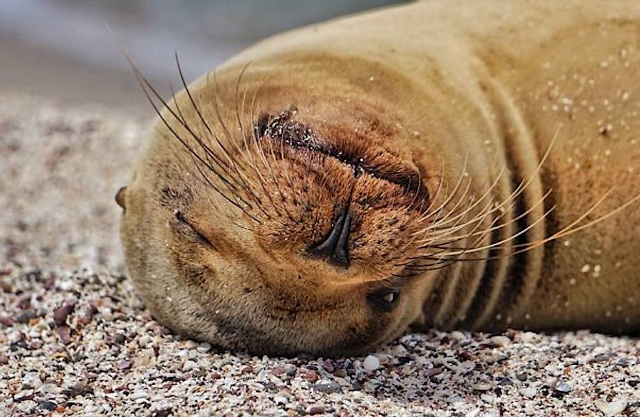12 умилительных снимков морских львов, живущих на Галапагосских островах