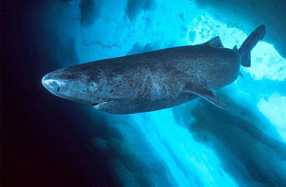 Ученые охотятся за секретами долголетия гренландской полярной акулы