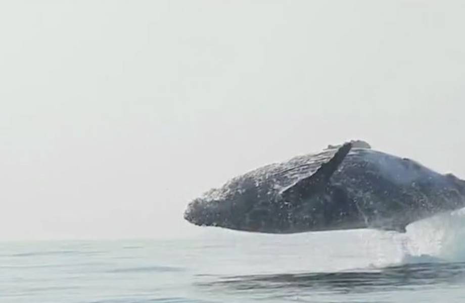 40-тонный кит полностью выпрыгнул из воды