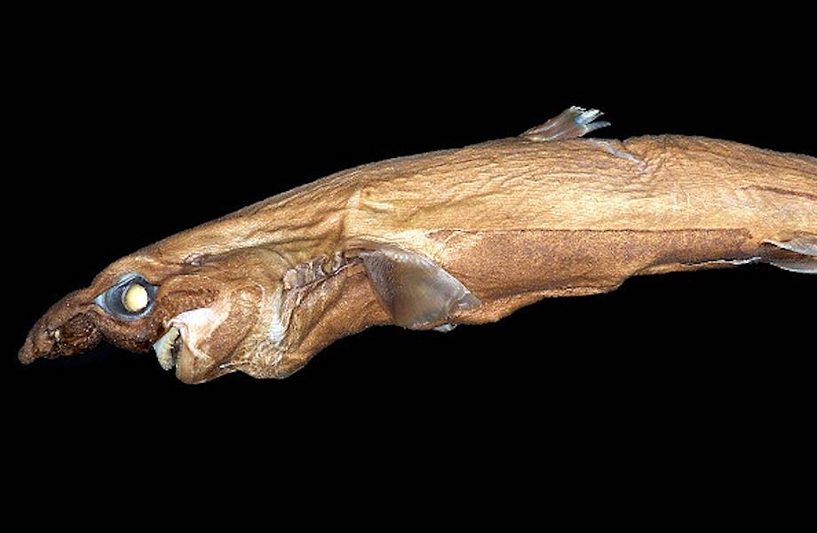Ученые открыли новый вид маленьких светящихся акул с огромным носом