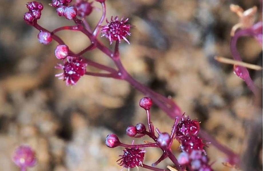 В Японии обнаружили красивый цветок-паразит