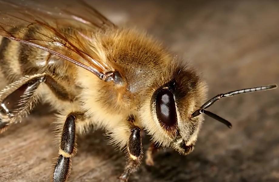 Почему пчела умирает, после того как ужалит