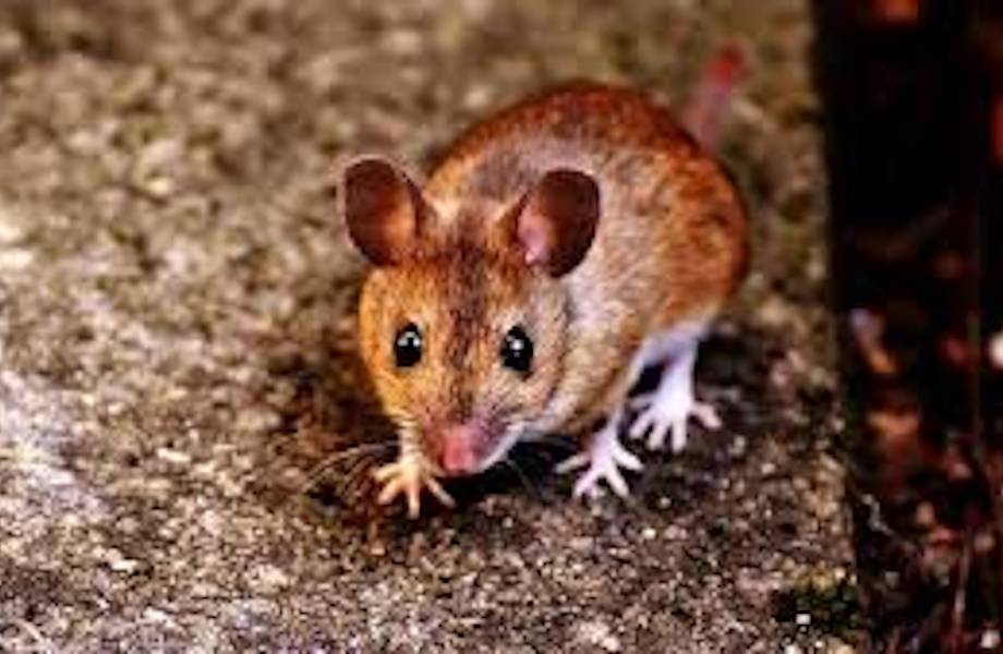 Одиночество делает мышей более агрессивными