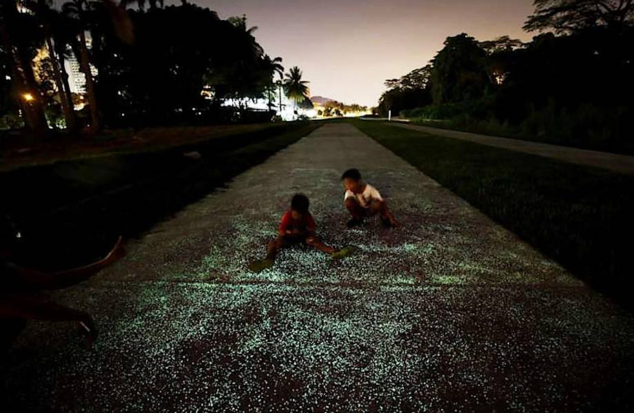 В Сингапуре тестируют светящиеся в темноте аллеи и тропинки
