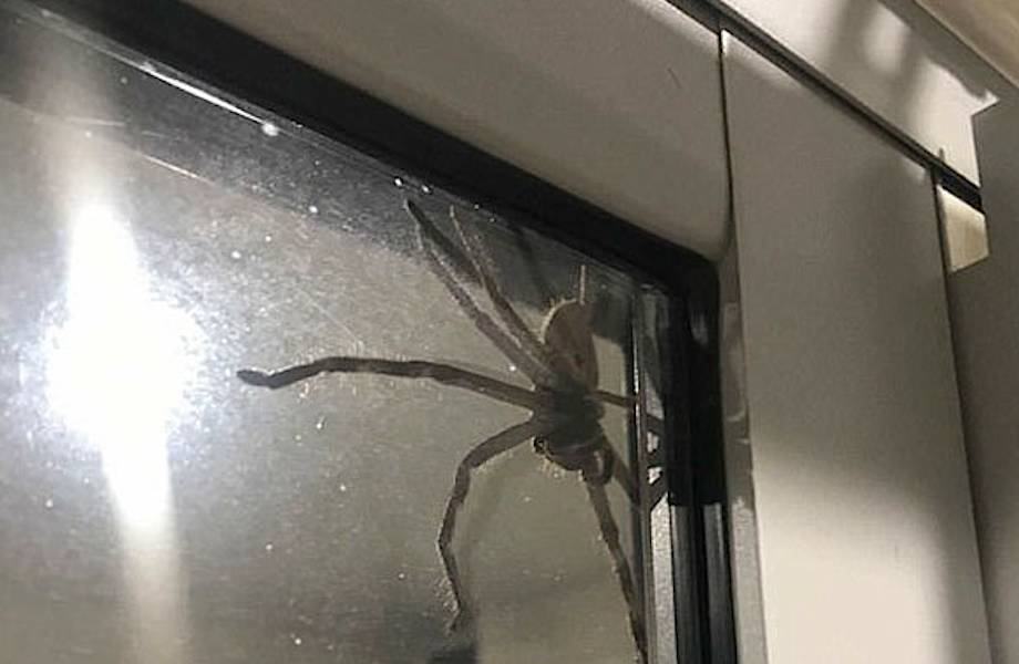 Пара из Австралии не могла выйти из дома из-за гигантского паука на двери