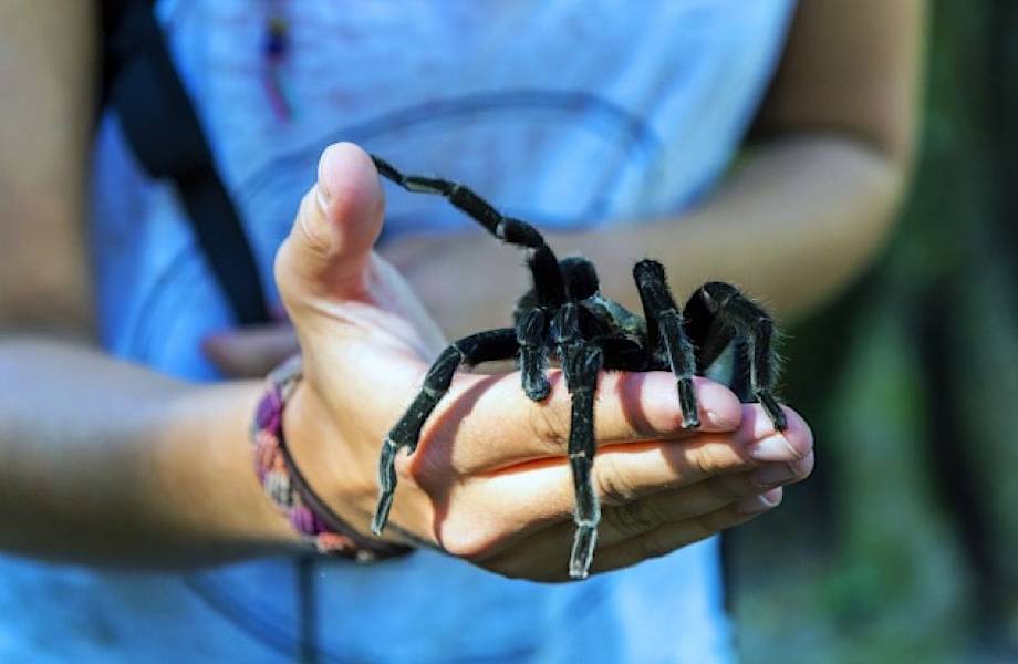 Шесть мифов о пауках