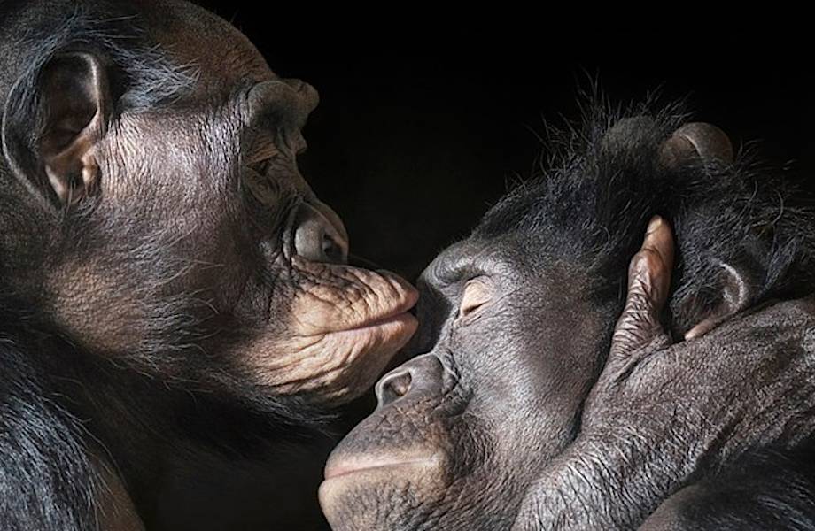 13 шедевральных снимков диких животных от гениального Тима Флэча 