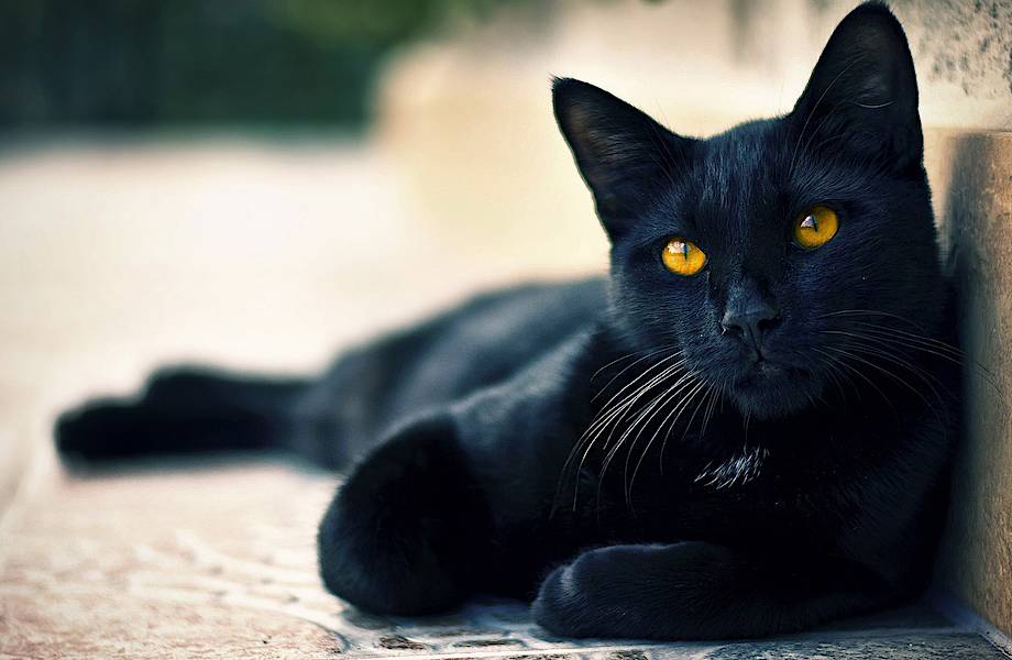 Когда у черных кошек появилась плохая репутация