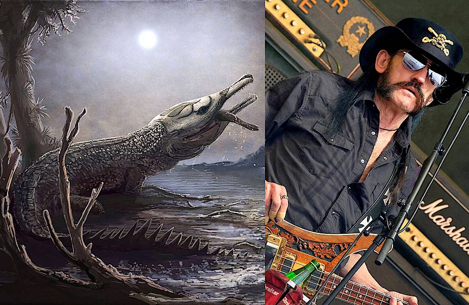 Новый вид древнего крокодила назвали в честь солиста группы Motörhead