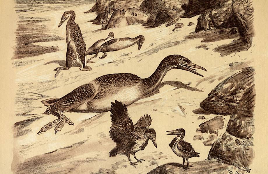 Как выглядела самая древняя водоплавающая птица