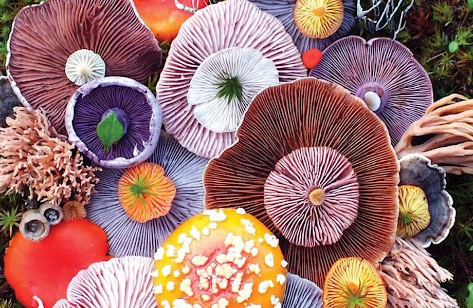 10 бесподобных фото, демонстрирующих волшебную красоту грибов