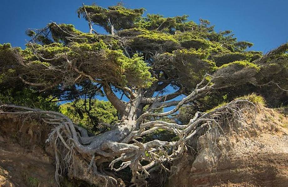 10 удивительных деревьев со всего мира, которые хотят жить вопреки всему 