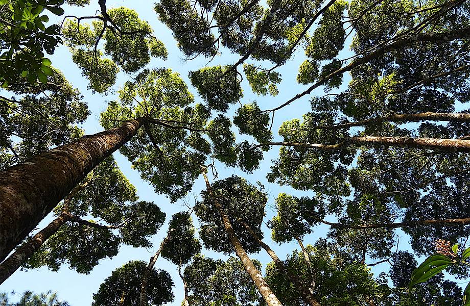 10 любопытных примеров «застенчивых крон» — феномена деревьев, избегающих контакта 