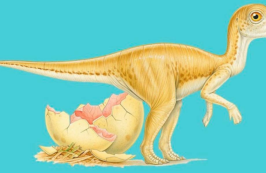 Сколько высиживали яйца динозавры, и причем здесь их вымирание