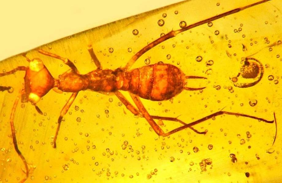 Что скрывает «инопланетянин в янтаре»: загадки доисторического насекомого