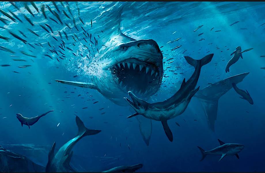 Почему вымерли самые большие в истории акулы