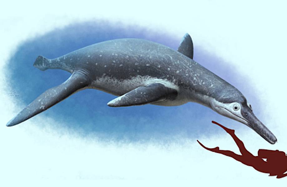 О чем рассказал «главный дух Волги» — плиозавр, найденный на берегу реки