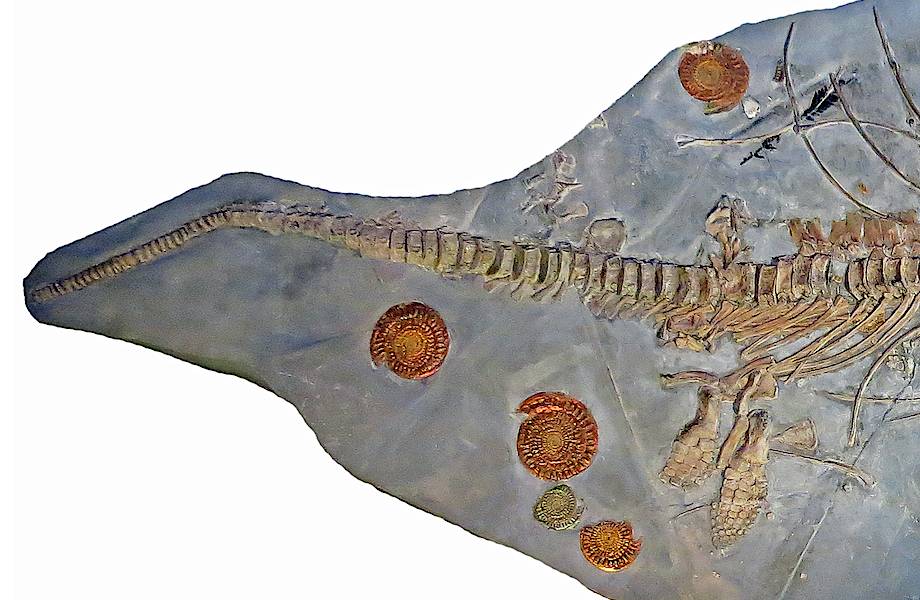 Останки самого большого ихтиозавра принадлежат беременной самке