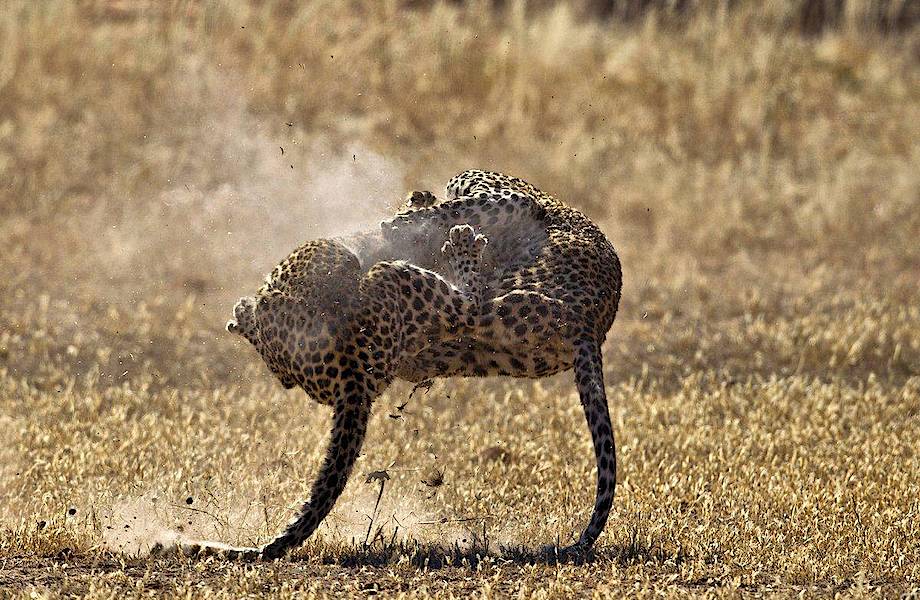 Как проходит бой свирепых леопардов за территорию