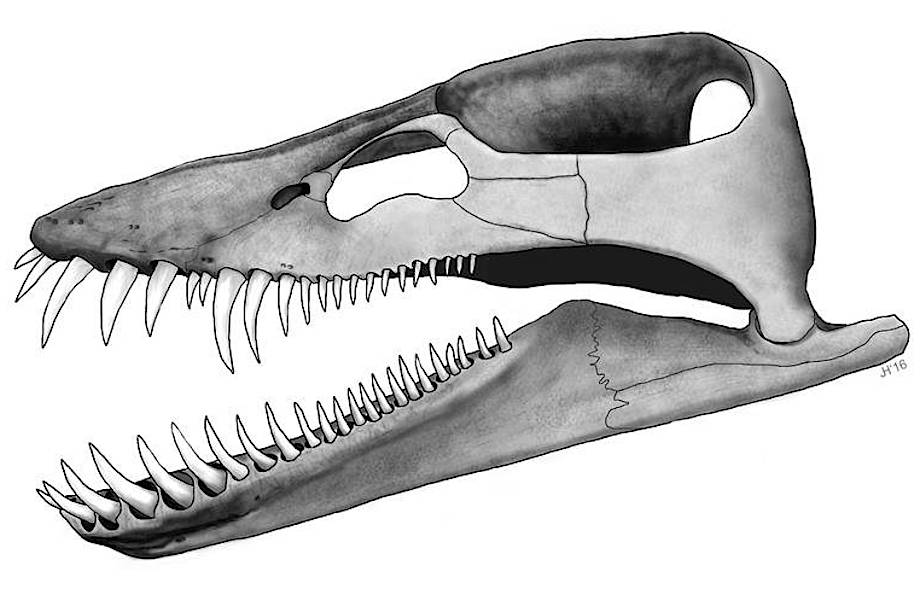 Зачем плезиозавру из Германии «зубы наружу»