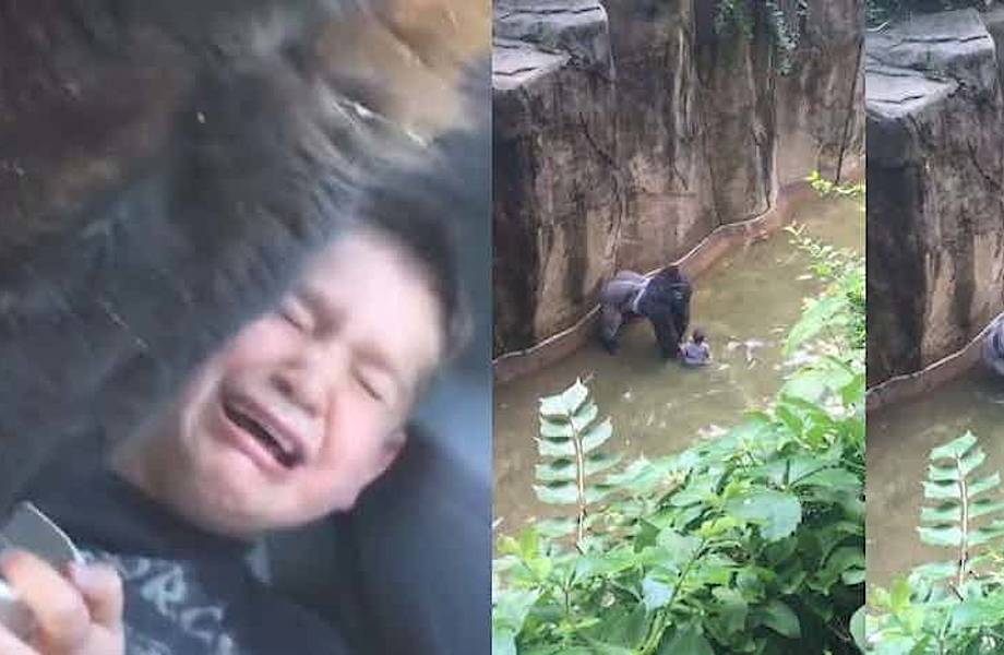5 самых страшных случаев, произошедших с людьми в зоопарках