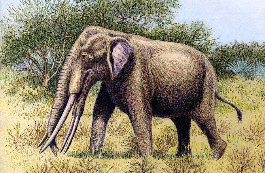 Древний слон был в полтора раза больше нынешних родственников
