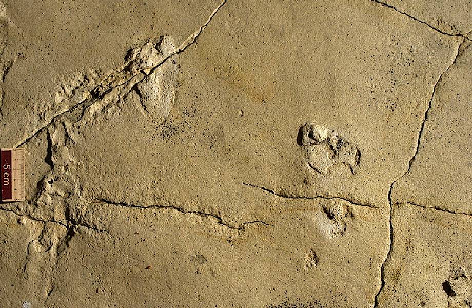 Человекообразные следы, найденные на Крите, могут перевернуть теорию эволюции