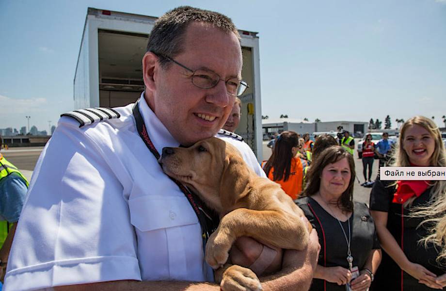 Компания Southwest предоставила самолет домашним животным, осиротевшим из-за «Харви»