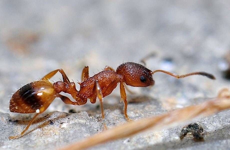 Половина муравьев в муравейнике — лентяи, которые тоже приносят пользу
